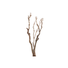 Syringa Branch Extra Ginastera