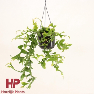 Epiphyllum chrysocardium