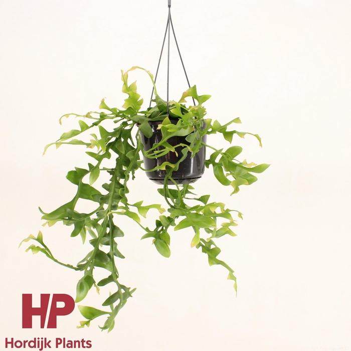 <h4>Epiphyllum chrysocardium</h4>