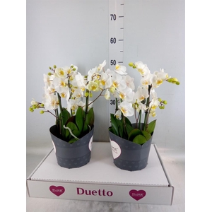 Phalaenopsis multi. 'FC French Blo'