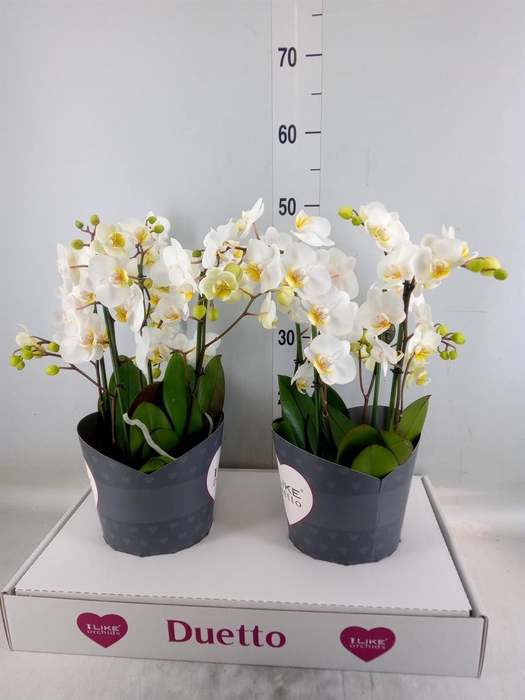 <h4>Phalaenopsis multi. 'FC French Blo'</h4>