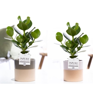 Clusia Rosea Princess in P&PURE Tess 2 cer. ass.3