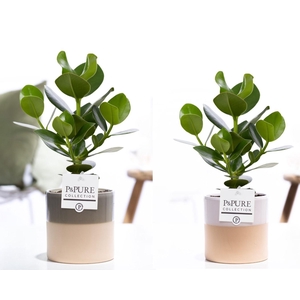 Clusia Rosea Princess in P&PURE Tess cer. ass.3