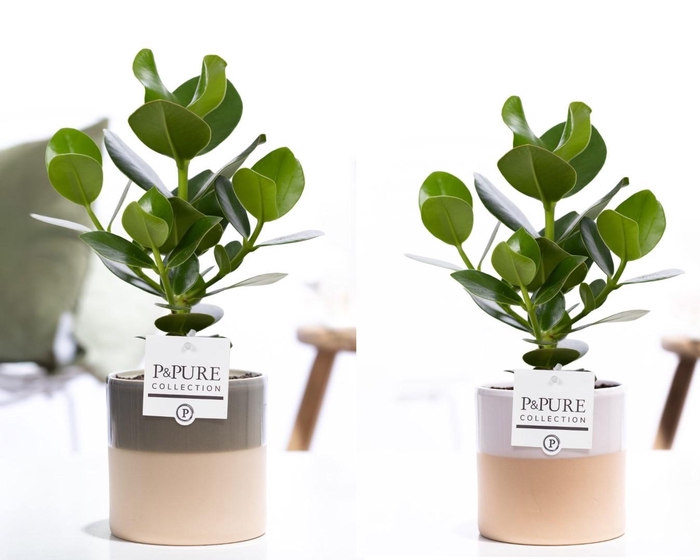 <h4>Clusia Rosea Princess in P&PURE Tess 2 cer. ass.3</h4>