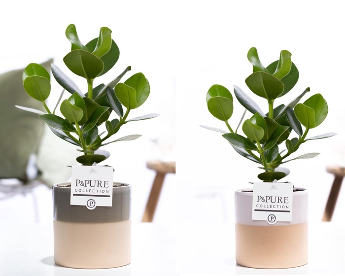 <h4>Clusia Rosea Princess in P&PURE Tess cer. ass.3</h4>