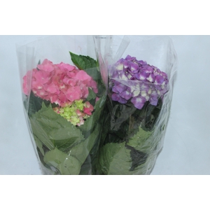 HORTENSIA P15