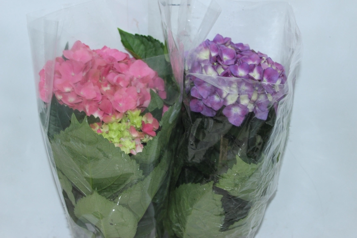 <h4>HORTENSIA P15</h4>