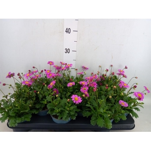 Brachycome  'Fresco Candy'