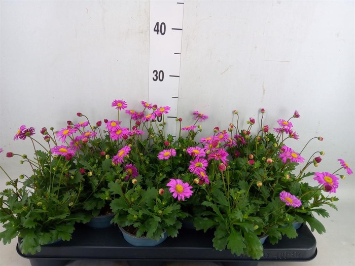 <h4>Brachycome  'Fresco Candy'</h4>