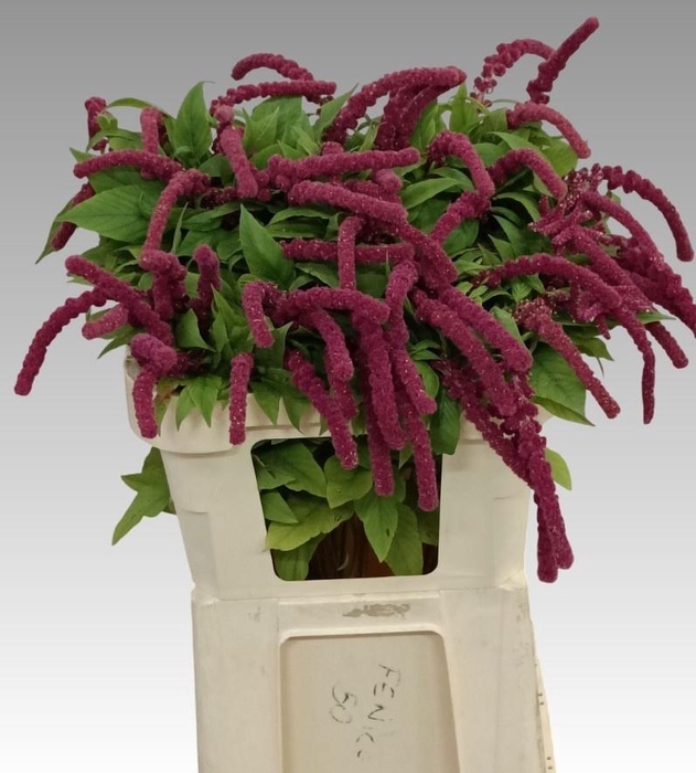 <h4>AMAR CA ROSARY</h4>