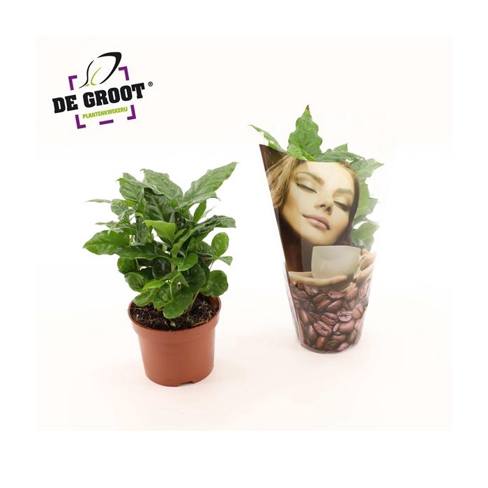 <h4>Coffea Arabica in bedrukte hoes</h4>