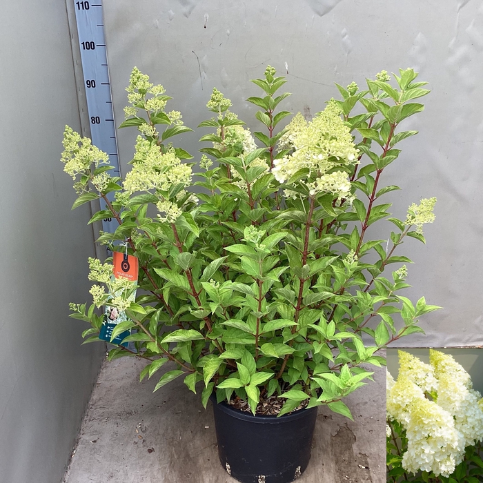 <h4>HYDR PANICULATA</h4>