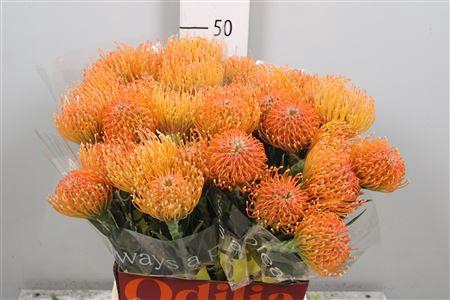 <h4>Leuco Ayoba Peach</h4>