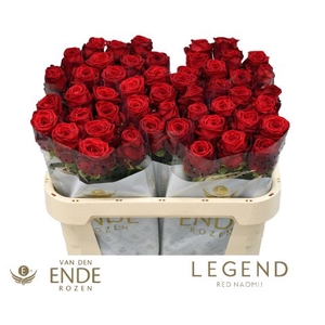 Rozen Red Naomi