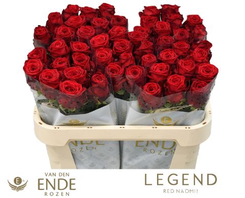<h4>R Gr Red Naomi Legend</h4>