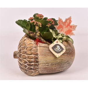 Cement eikel 23x17cm bruin