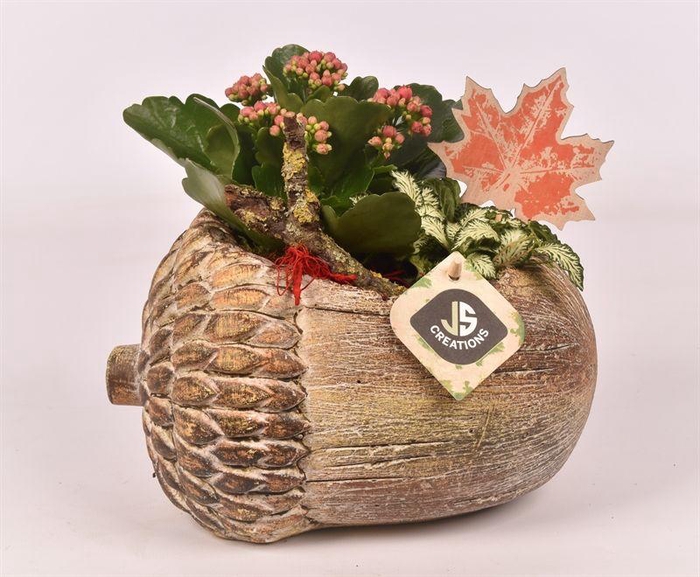 <h4>Cement eikel 23x17cm bruin</h4>