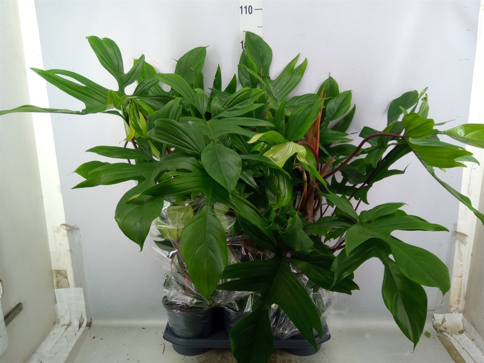 <h4>Philodendron  'Green Beauty'</h4>