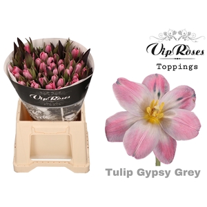 TU EN GYPSY GREY