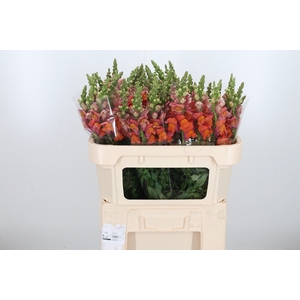 Antirrhinum Dark Orange