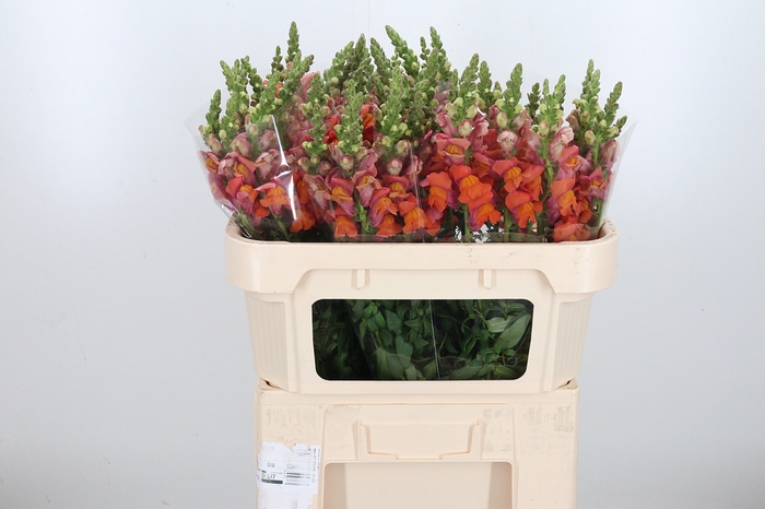 <h4>Antirrhinum Dark Orange</h4>