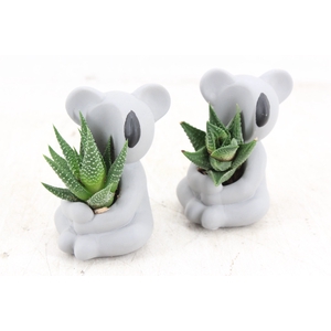 arr3 Demi - Ker. koala kl. x6