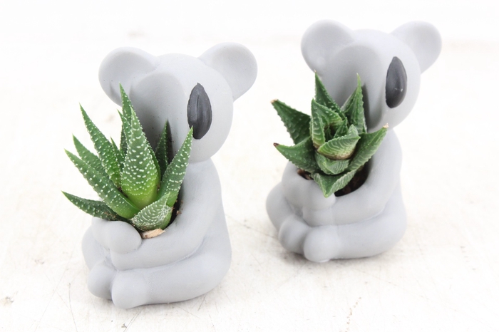 <h4>arr3 Demi - Ker. koala kl. x6</h4>
