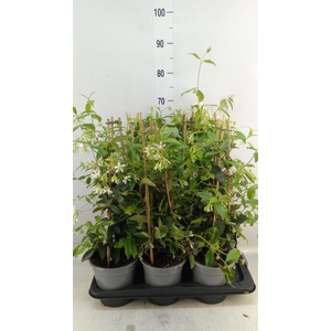 Trachelospermum jasm.