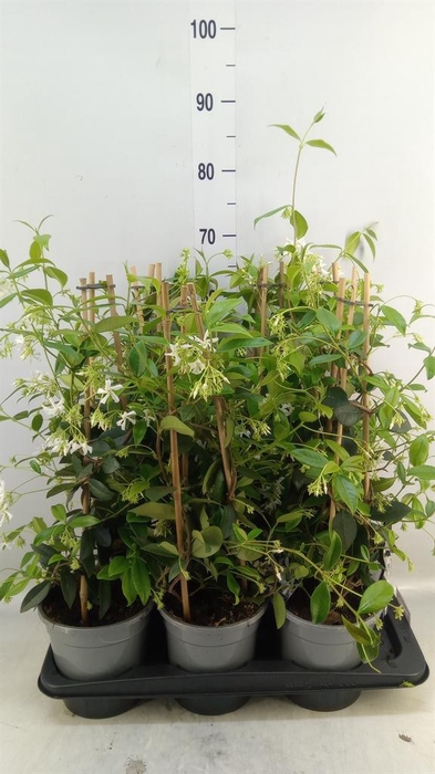 <h4>Trachelospermum jasm.</h4>