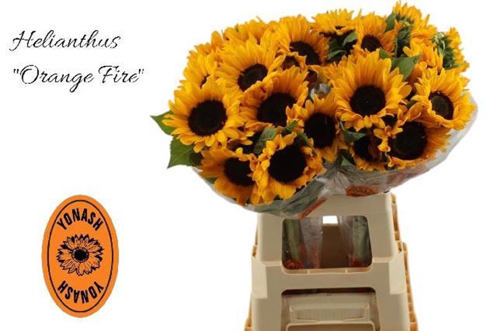 <h4>Helianthus Orange Fire Yonash</h4>