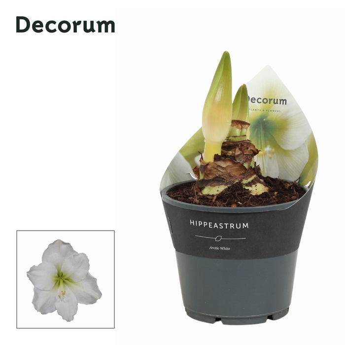 <h4>Hippeastrum Arctic White 2 Knop Extra OP (Decorum)</h4>