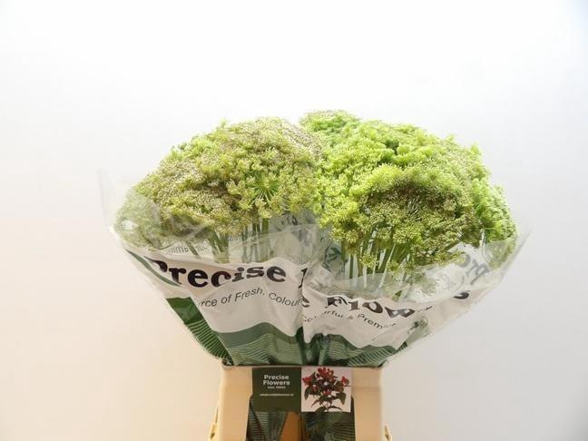<h4>Ammi Vis Green Mist</h4>