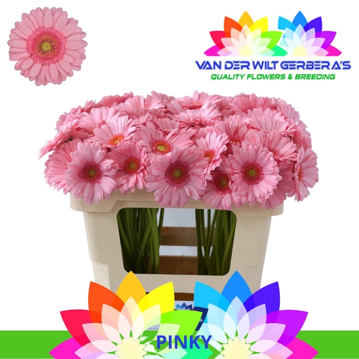 <h4>Germini Pinky Water</h4>