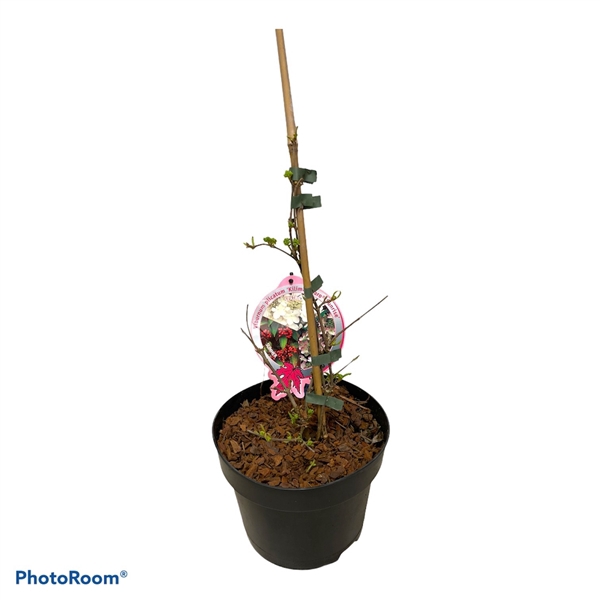 <h4>Viburnum plic. 'Kilimadjaro Sunrise' 40-50 P19</h4>