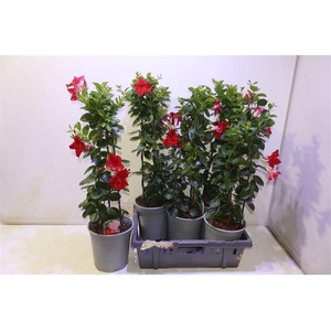 arr8 Mande Sun Red