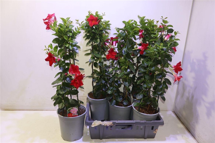 <h4>arr8 Mande Sun Red</h4>