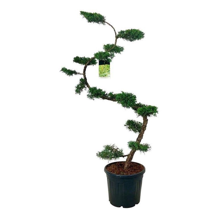 <h4>Juniperus pf. 'Pfitzeriana Aurea'</h4>
