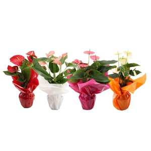 Anthurium 14 cm 4 color mix in Rondello