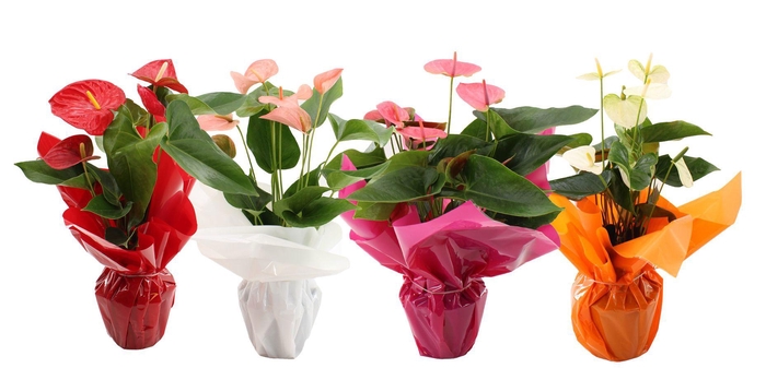 <h4>Anthurium 14 cm 4 color mix in Rondello</h4>