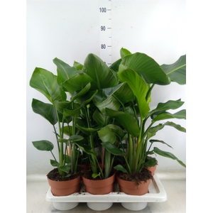 Strelitzia nicolai