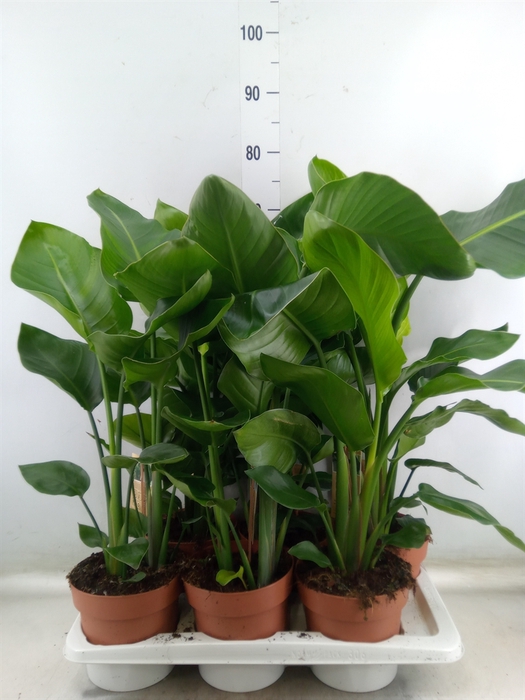 <h4>Strelitzia nicolai</h4>