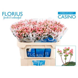 Hyp Coco Casino Florius
