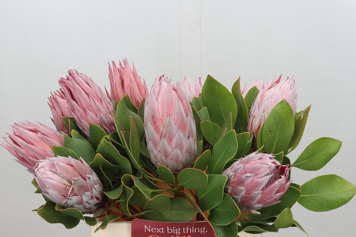 <h4>Protea Cynaroides</h4>