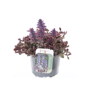 Ajuga reptans Burgundy Glow
