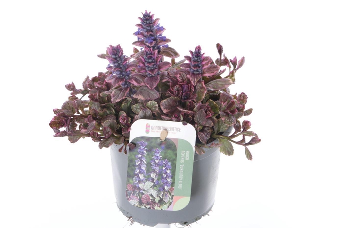 <h4>Ajuga reptans Burgundy Glow</h4>