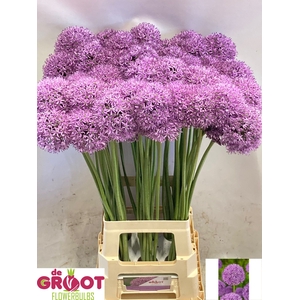 ALLIUM GLADIATOR