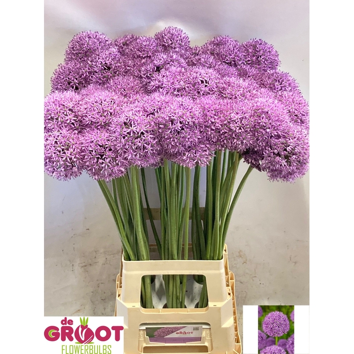 <h4>ALLIUM GLADIATOR</h4>