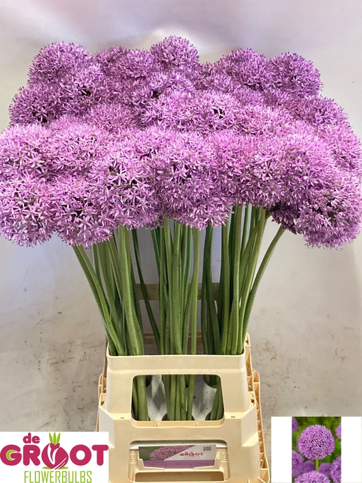 <h4>ALLIUM GLADIATOR</h4>