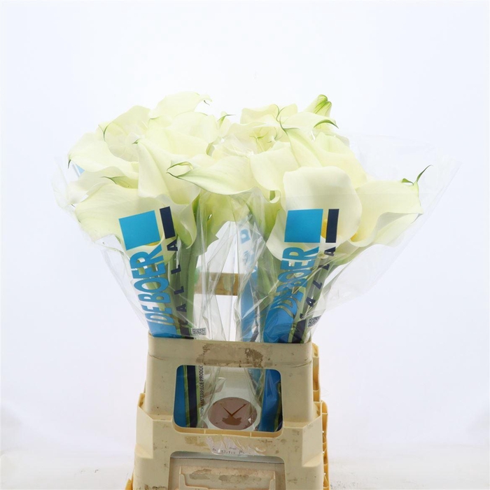 <h4>Calla Ventura</h4>