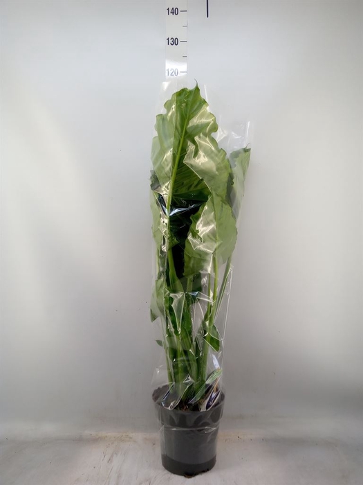 <h4>Alocasia gageana</h4>
